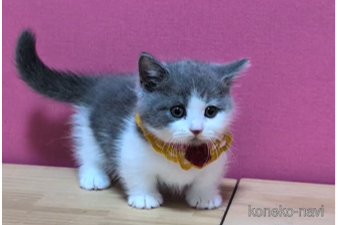 成約済の東京都のマンチカン(短足)-100751の3枚目